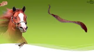VÍDEO AULA -  Mal das cadeiras (Trypanosoma evansi)