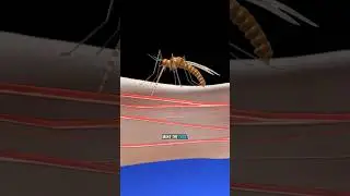 How mosquito bites REALLY work