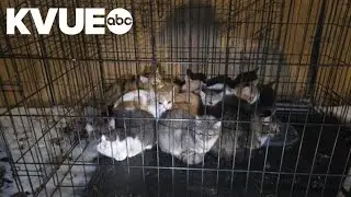 Austin police rescue kittens from cage found on sidewalk in freezing temperatures