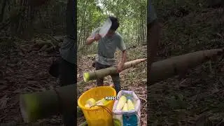Harvesting Fresh Bamboo Shoots &ndash; So Crisp & Delicate!