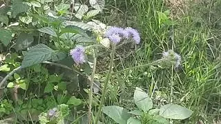 Ageratum and Sonchus- wild flowers of asteraceae. Capitulum inflorescence.