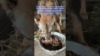 ❗️Поддержите 🙏🏼❤️&zwj;🩹🐶собачек🤗их в приюте 3000❗️