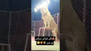 #circus lucky Irani circus 🎪🎪🎪 Lion 🦁🦁🦁 show