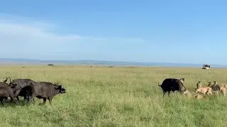 Buffalo herd saves their member from a big lion pride