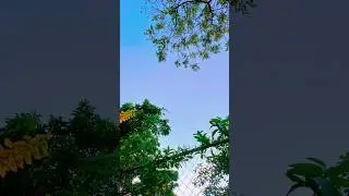 🌿 Peaceful Nature Scenery | Relaxing View #NatureScenery #PeacefulView #RelaxingVibes #CalmNature