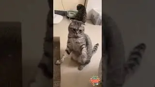 Meow Meow Cute #3  2022 | Cute Animal Universe #cuteanimalsunverise