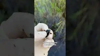 Remote Swamp is Hiding Strange Animals&hellip;