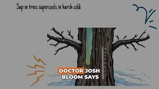 Exploding Trees, Really?? Here’s What the Science Really Says
