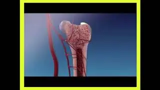 6.4 Bone Formation Part 2 Endochondral Ossification