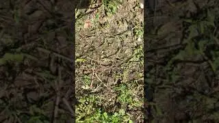 Crabgrass germinating