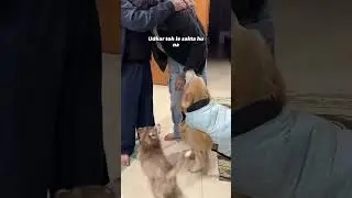 Btao btao😚 [dog reels, cute dogs, funny dog videos, puppy reels, pet reels, pet influencer]