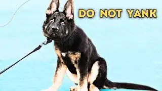 How to Correctly Leash 