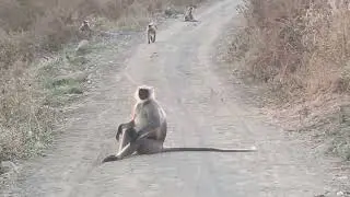 मांकड़ 🙈🙈🙈