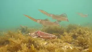 Southern Calamari Squid and Giant Australian Cuttlefish Interactions