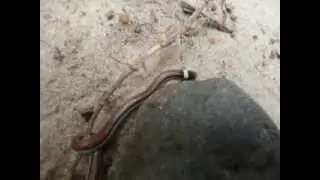 Culebra de Collar (Phalotris lemniscatus) juvenil en Chajar&iacute;