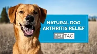 Harmonize Joint: Natural Dog Arthritis Relief