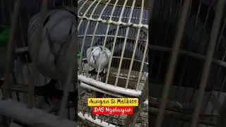 Puter Pelung Si Malkiss
