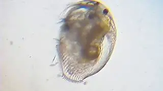 Pleuroxus (Peracantha) truncatus