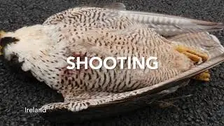 #NatureAlert - Threats to Migratory Birds
