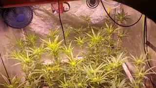 Lemon kush 🍋 week 3 Bloom update😊😊😊