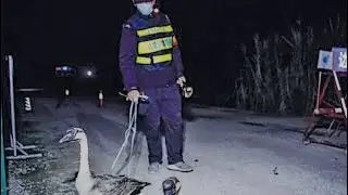 Not DOGS-CHINA Use POLICE GEESE! 😆😆😂 *MUST WATCH*