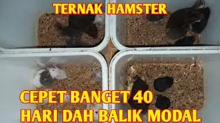ternak hamster , 40 hari sudah balik modal