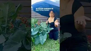 Got shade ? No problem ! #gardening #shadegarden #vegetables