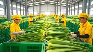 &ldquo;Secret Olive Oil Manufacturing Process Revealed&rdquo; | Factory process inside 
