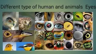 Different Types Of Humans And Animals/WHich animal eye is beautiful comment 🥰🥰debakiacharya