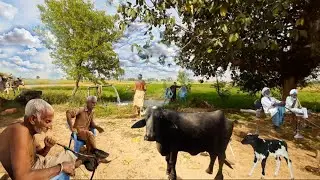 Amazing Old Culture Village Life Punjab Pakistan||Rural Village Life