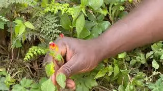 Impatiens kilimanjari - Rainforest Climate Zone - Day 8