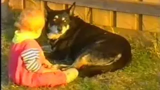 Baby pulls Dogs Tail Fail