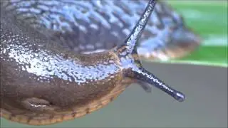 MY BACK GARDEN THE GARDEN OF WILDLIFE THE SLUG