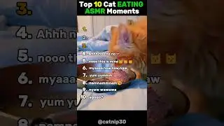 Top 10 Cat Eating ASMR Moments! #cats  #asmr  #funny  #memes  #shorts #cute