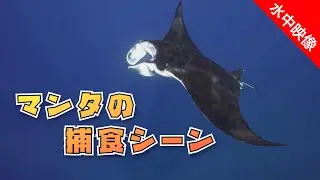 【水中映像】マンタの捕食シーン