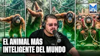 KEN ALLEN: EL ORANGUT&Aacute;N QUE PENSABA COMO UN HUMANO | Cr&oacute;nicas del Gordo Matrix | La Misa de Dan