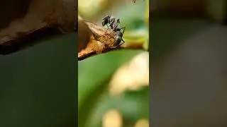 Kisah Semut Peluru/Polyrhachis Abdominalis