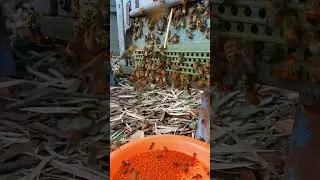 Hive Entrance Shows Real Bee Labor
