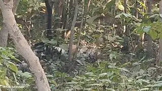 Tiger retreating in the bushes at Jim Corbett National Park Look how attractive the view is 🐅#tiger
