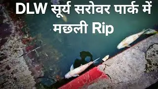 DLW ke Surya Sarovar park mein park me machhliyan Rip 😭😭😭