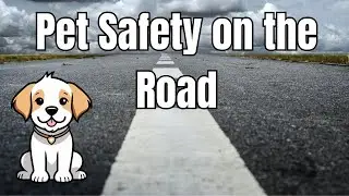 Simple Car Safety Tips Every Pet Owner Needs!