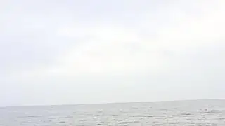 Mikey Zee Dolphin Spotting while fishing off north pier Bridlington UK #waves #sealife #dolphim