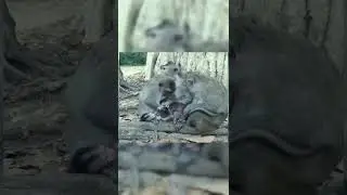 #Shorts Little brother seizure newborn baby monkey's hairs hurt very terible episode #3