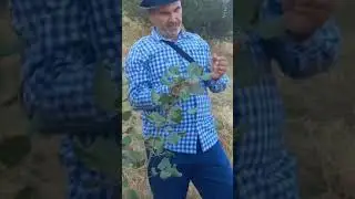 Тарзи пайванд кардани писта дар Балчувони Точикистон