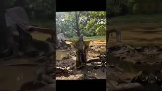 Osun Osogbo Sacred Groves 🙏🏽