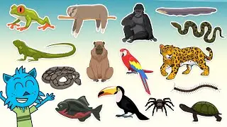 Gli Animali della foresta pluviale  | Video per bambini con i suoni reali degli animali!