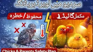 سردیوں میں لوبرڈ بریڈنگ — چِکس، پیئر اور مکمل سیفٹی گائیڈ ❄️🐦