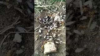 Поздний лёт Lasius flavus / miops #муравьи #природа