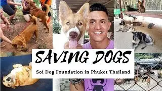 Saving Dogs at Soi Dog Foundation in Phuket Thailand - Dog Rescue and Cat Adoption