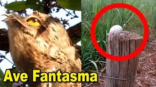 Ave Fantasma no creer&aacute;s donde pone sus Huevos el Urutau